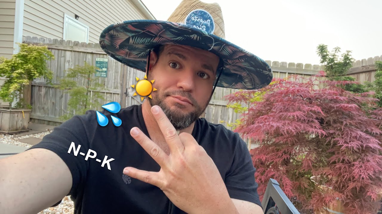 3 Common Mistake People Make With Their Japanese Maples and Conifers. I’ve Done All Of Them 🤦🏻‍♂️