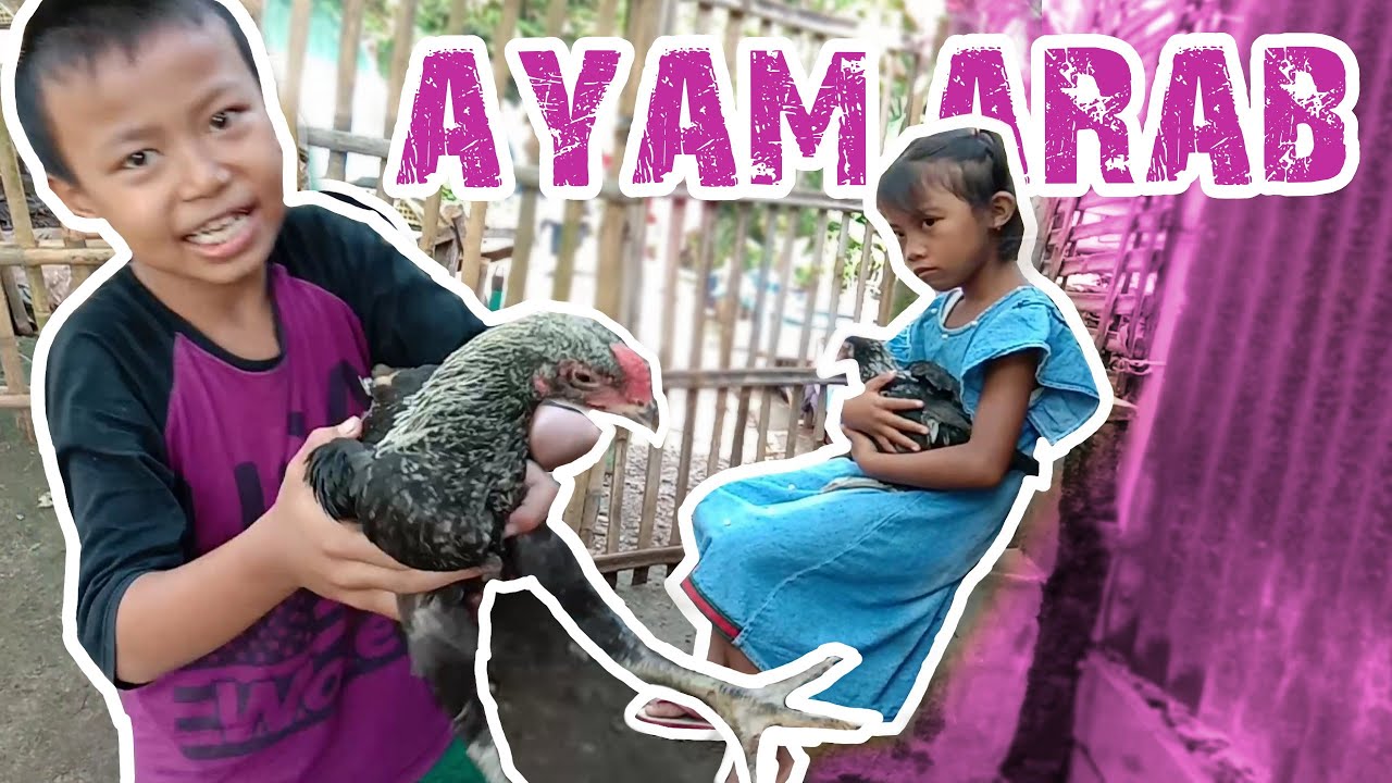 DOLANAN AYAM ARAB !! 
