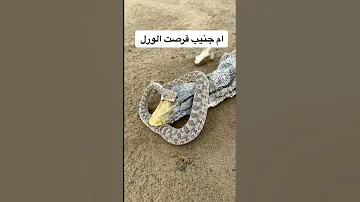 افعى قرصت الورل 