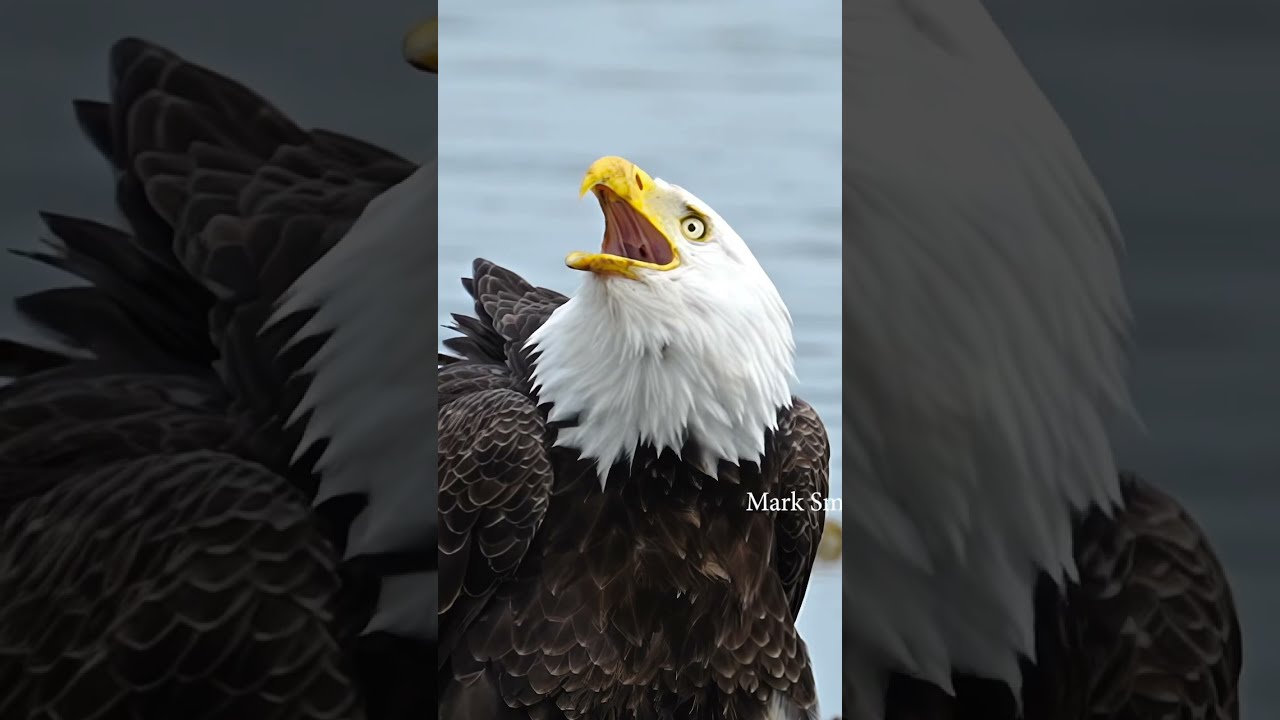 Amazing Bald Eagle Closeup Bird Wildlife Birdsofprey