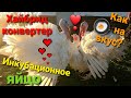 🥚Выводим инкубационное яйцо индейки Хайбрид Конвертер. Какое на вкус яйцо индейки?