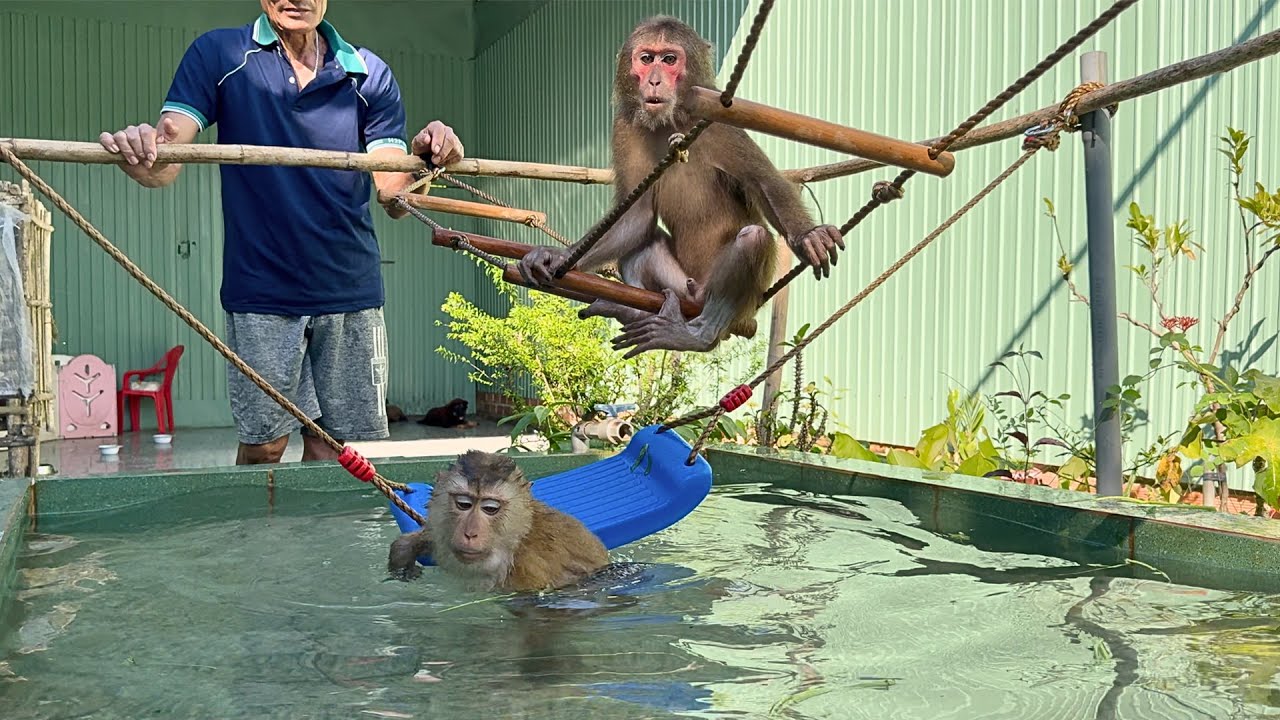 Monkey In Pool Happy Monkeys happily bathing in the swimming pool - YouTube