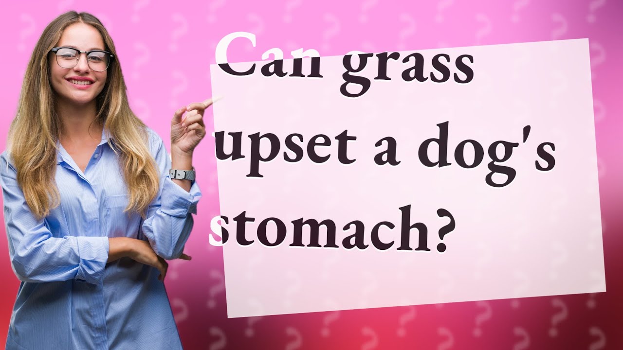 Can grass upset a dog's stomach? YouTube