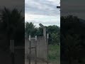 Histórias da roça,a caminho da roça.