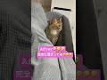 沈没してる？😅🤣沈みゆく栗まんじゅう🌰笑笑