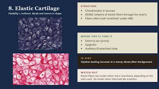 Elastic Cartilage