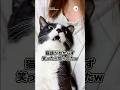 猫語がわからず笑ったら…|PECO