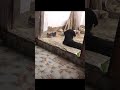 My Cat’s Reaction Seeing a Ghost for the First Time///#cats#horror#dog#pets#رعب#قطط#حيوانات#funny#tv