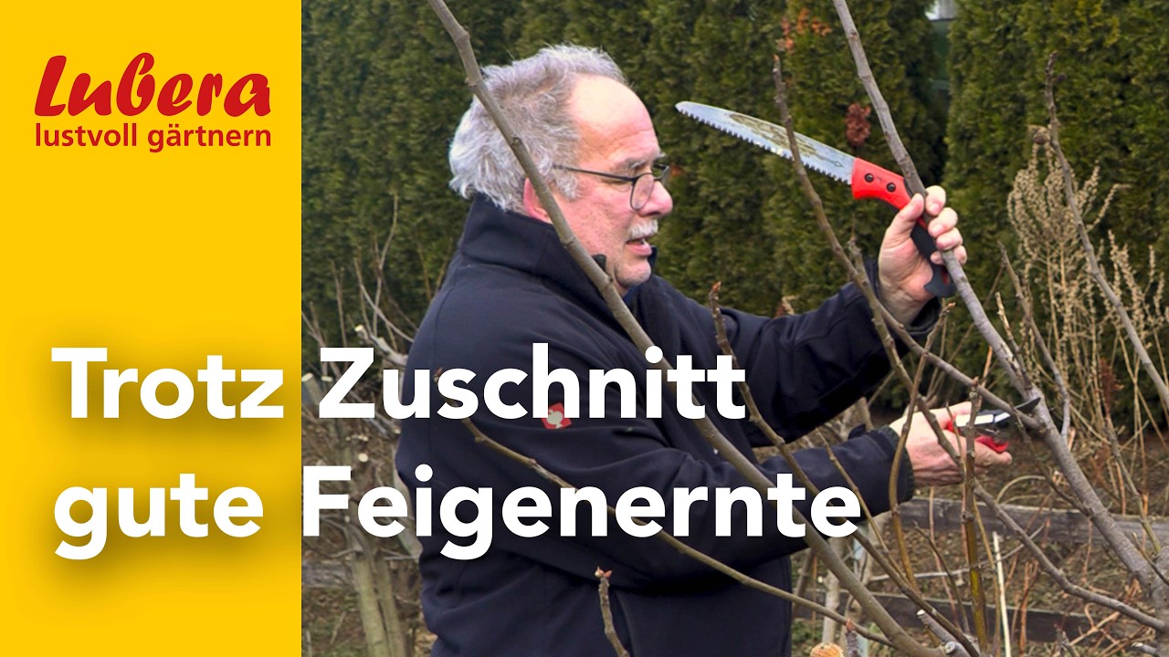 Feigenbaum schneiden: So hält man Feigenbäume klein und hat trotzdem eine gute Ernte