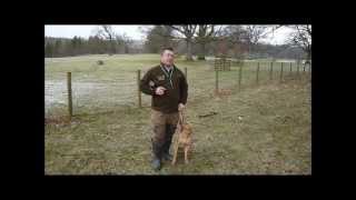Gun Dog Training Novice Memory Retrieve kbs