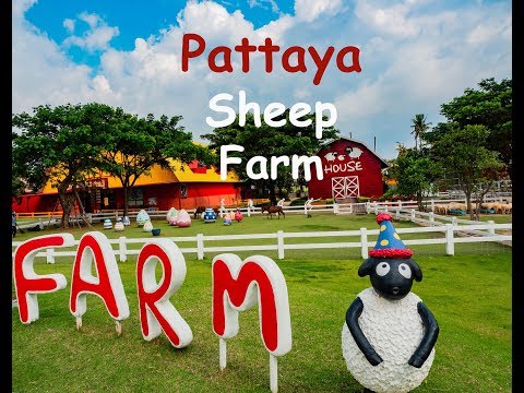 pattaya sheep farm ฟาร์มแกะพัทยา