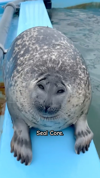 Seal Core 🦭🌊🐚