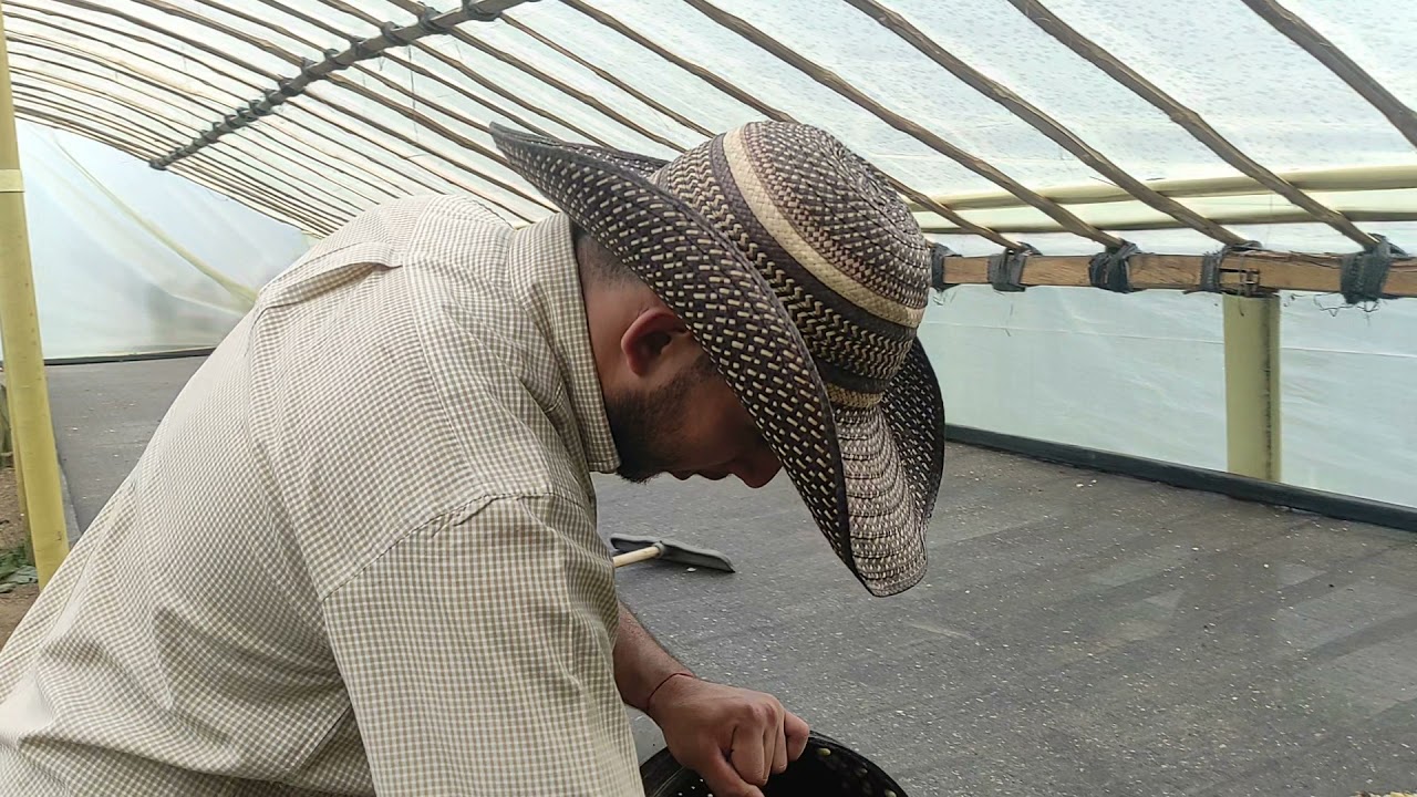 SECADOR SOLAR PARA CAFÉ (MARQUESINA) - FINCA LA QUINTA