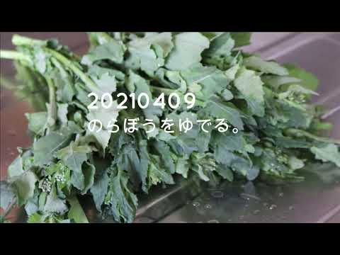 20210409　のらぼうをゆでる。