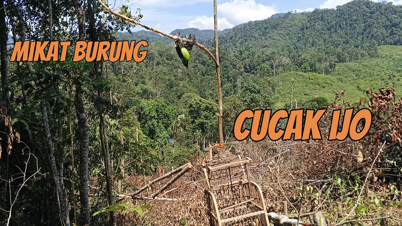 mikat burung cucak ijo mini pakai tonggok pikat