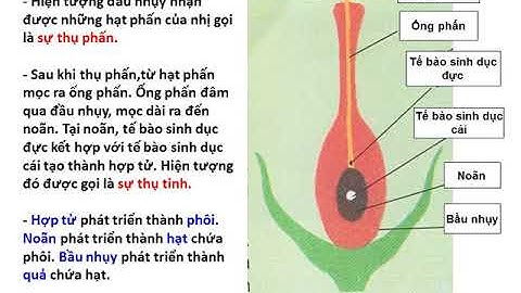 Khoa học 5 - SỰ SINH SẢN CỦA THỰC VẬT CÓ HOA