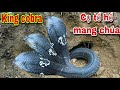 King Hoàng Cặp Hổ Mang Chúa Cụ Tổ Của Loài Rắn Ẩn Mình Trong Hang Sâu , King Cobra