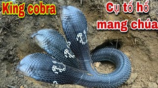 King Hoàng Cặp Hổ Mang Chúa Cụ Tổ Của Loài Rắn Ẩn Mình Trong Hang Sâu , King Cobra