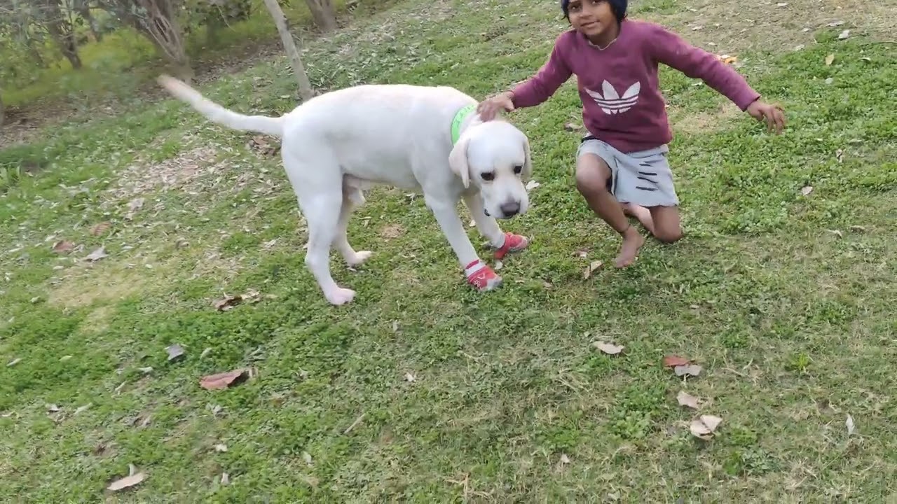 #labrador