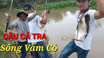 Câu Cá Tra Sông Vàm Cỏ