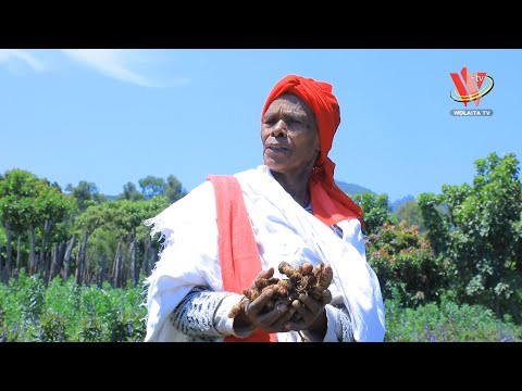 Baalotida Baltteetiyo