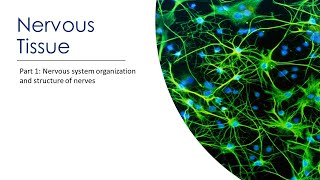 Lecture 1.6 Introduction to Nervous Tissue