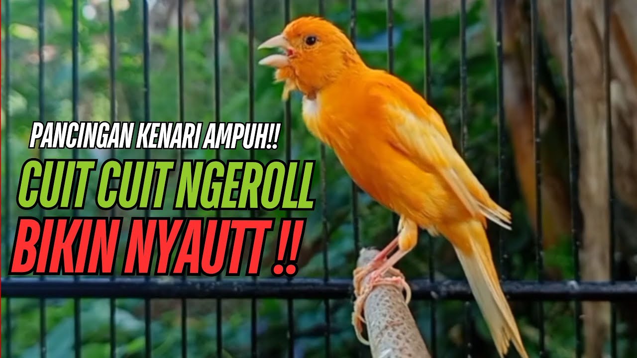 SUARA Kenari GACOR PANJANG Pancingan & masteran Kenari Paud AGAR gacor AMPUH Kenari MACET bunyii