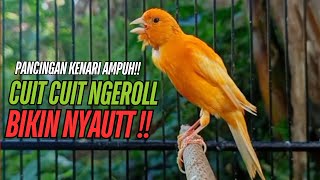 Download Lagu SUARA Kenari GACOR PANJANG Pancingan \u0026 masteran Kenari Paud AGAR gacor AMPUH Kenari MACET bunyii MP3