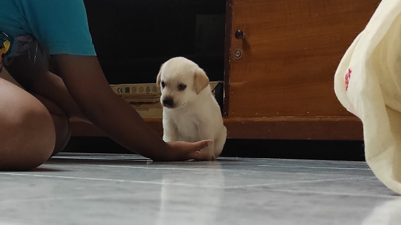 Tobi's first day at home | Cute dog reaction | Furry Tales 