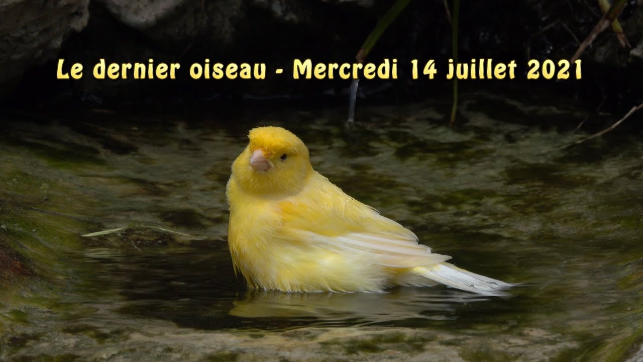 Le dernier oiseau - the last bird