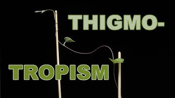 Experience the Mesmerizing Dance of Morning Glory Vines: Thigmotropism Timelapse incl BTS footage 🌱