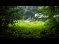 Environmental Sounds | Grass In The Shrine Ambience | 神社境内草むら