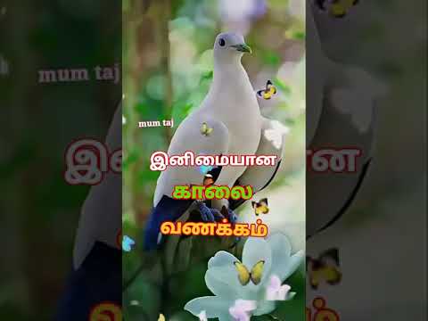 whatsapp status videos in tamil