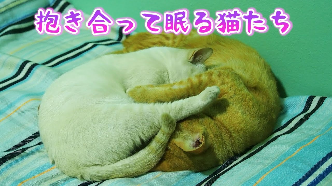 抱き合って眠るドワーフキャット Cats Hugging And Sleeping แมวกอดและนอนหล บก น Youtube