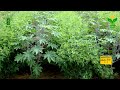 Castor Wilt Management 🌱 | Disease Control in Castor Crop | ICAR-IIOR