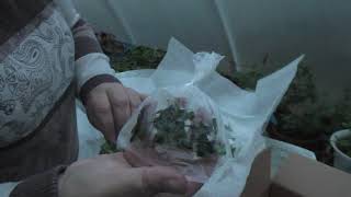 видео: Не укоренённые черенки. ЧТО ЭТО? ШОК!!! картинка: Не укоренённые черенки. ЧТО ЭТО? ШОК!!!