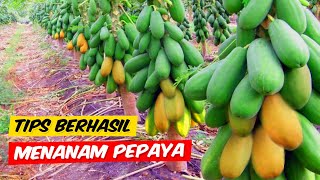 Tips cara menanam pepaya supaya berhasil berbuah | how to grow papaya tree