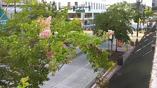 1WebsiteNow LIVE Downtown DeLand South Woodland Blvd 2026-08-16 4 AM ET