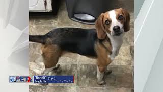Pet Connection Bandit 2-8-22