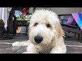 Goldendoodle