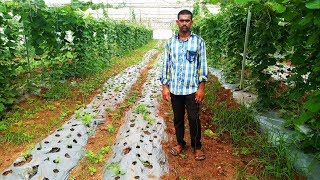 95% Subsidy | Agriculture | Shade net house farming in Telangana in Telugu
