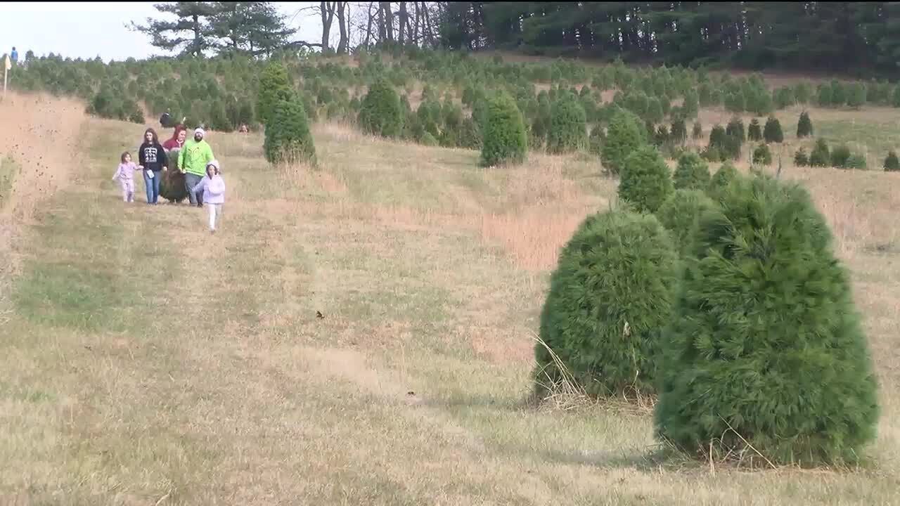 Staunton Christmas tree farm expects booming weekend - YouTube