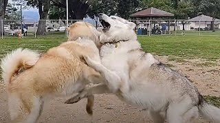 Awesome Wolf Dog & Husky Makes Doberman Cry At Dog Park by Bodhi's World 719 views 9 days ago 12 minutes, 14 seconds