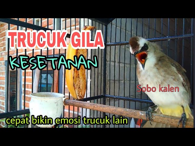 Trucukan GILA KESETANAN bakal langsung bikin emosi trucuk lain class=