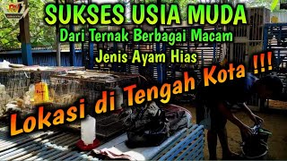 SUKSES USIA MUDA Dari Ternak Berbagai Macam Jenis Ayam Hias di TENGAH KOTA