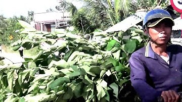 Cuộc sống ở làng quê : Trên đường qua một ngôi làng người khmer Núi Tô, Tri Tôn, An Giang 04/01/2023