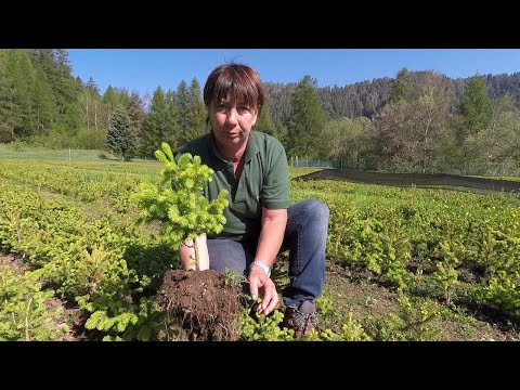 Dopo la devastazione, le foreste delle Dolomiti ripartono da 400mila baby alberi