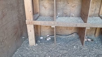 gopher snake trying to eat egg