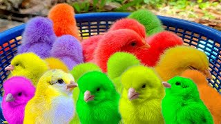 Catch Cute Chickens colorful ducks and cats , Rainbow Chicken,  Cute Cats ,Ducks ,Animals Cute#377