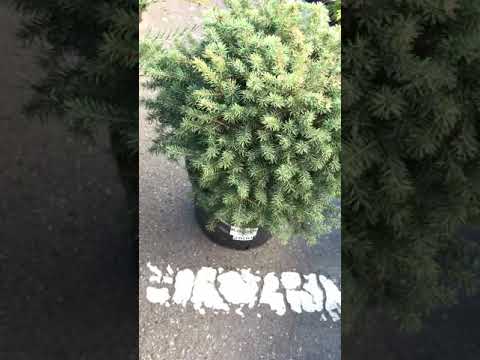 Video: Serbian Spruce 